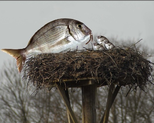 Creation of Fish Nest: Step 5